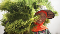 A smiling farmer's wife in traditional dress carries a bundle of fresh rice seedlings on her shoulder. A smiling farmer's wife in traditional dress carries a bundle of fresh rice seedlings on her shoulder.