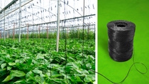 The certified compostable biopolymer ecovio® can now be used to manufacture black twines used to grow annual fruit and vegetables in commercial greenhouses.. Photo: BASF 2024 The certified compostable biopolymer ecovio® can now be used to manufacture black twines used to grow annual fruit and vegetables in commercial greenhouses.. Photo: BASF 2024