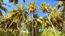 low angle view of tall palm trees and greenery with blue sky low angle view of tall palm trees and greenery with blue sky