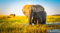 Ein halbnasser Elephant bei Abendlicht Ein halbnasser Elephant bei Abendlicht