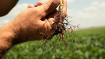 A farmer inspects the roots of a soybean plant looking for adult female soybean cyst nematodes.