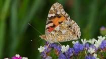 Ein braun-orange gemusterter Schmetterling sitzt auf kleinen lilafarbenen Blumen.
