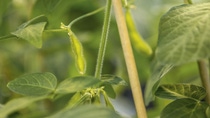 The almost mature seed pod of a transgenic soybean in the greenhouse grown under controlled conditions. The seeds are harvested upon reaching maturity stage, processed and stored in controlled environmental conditions.
Print free of charge. Copyright by BASF.

Fast reife Samenhülse einer transgenen Sojabohne im Gewächshaus, die unter kontrollierten Bedingungen gezogen wurde. Die Samen werden geerntet, wenn sie reif sind und zum Zwecke weiterer Tests verarbeitet und unter kontrollierten Bedingungen gelagert.  
Abdruck honorarfrei. Copyright by BASF.
