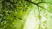Rays of sunlight and Green Forest