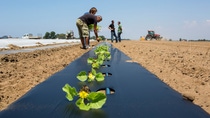 Biodegradable mulch films made of plastic support vegetable production by offering better control of weeds and less need for herbicides. Furthermore, the mulch films offer better growth conditions for the plant and an improved water management. After the production period, the film degrades fast and farmers can plant the next crop. The efficacy of the mulch film used in Ortosole is a result of close cooperation within the Farm Network – and especially by different teams of BASF and the Tiozzo family of Ortosole in Italy. Biodegradable mulch films made of plastic support vegetable production by offering better control of weeds and less need for herbicides. Furthermore, the mulch films offer better growth conditions for the plant and an improved water management. After the production period, the film degrades fast and farmers can plant the next crop. The efficacy of the mulch film used in Ortosole is a result of close cooperation within the Farm Network – and especially by different teams of BASF and the Tiozzo family of Ortosole in Italy.