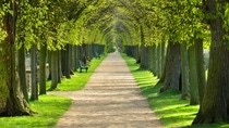 tunnel of lime trees, first green leaves