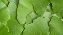 Close up image of green leaves overlapping Close up image of green leaves overlapping