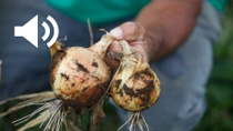 Farmer with onions Farmer with onions