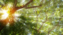 Landscape sun shines through the canopy of a beautiful tree. Green forest background in a sunny day. 