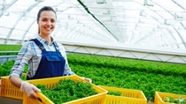 Gloved farmer in uniform holding box with fresh green lettuce