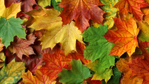 Red, geen and yellow pile of maple leaves