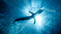 Vista subacquea di una silhouette di squalo che nuota nell’oceano blu con la luce del sole che splende attraverso l’acqua: i diagrammi scientifici che evidenziano il flusso dell’acqua intorno allo squalo sono sovrapposti nell’immagine 