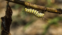 Monarch larvae on milkweed at the BASF research farm in Holly Springs, North Carolina. Monarch larvae on milkweed at the BASF research farm in Holly Springs, North Carolina.
