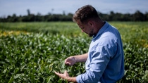 BASF Agricultural Solutions has begun the registration process for Replexor™ Active, a novel herbicide active ingredient from its protoporphyrinogen oxidase (PPO) innovation pipeline with broad-spectrum activity on both broadleaf weeds and grasses. At peak adoption, Replexor Active could support weed management programs covering more than 50 million hectares globally.   
Photo: BASF