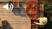 Farmer with tomatoes Farmer with tomatoes