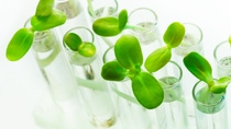 Many green plants in test tubes on white table; Shutterstock ID 200477090; Thema: Grünpflanze im Glas Many green plants in test tubes on white table; Shutterstock ID 200477090; Thema: Grünpflanze im Glas