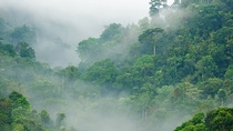 Scenic view of densely green mountains surrounded by fog Scenic view of densely green mountains surrounded by fog