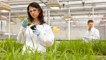 Maria Quintero, Labormitarbeiterin,  kontrolliert den Erfolg von neuen Wirkstoffen in Pflanzenschutzmitteln. BASF forscht hier  an neuen Wirkstoffen für innovative Pflanzenschutzmittel der Zukunft. Ziel ist es die Konzentration der Testsubstanzen zu verringern – umso die Böden belastungsfreier zu bewirtschaften.
Lab employees Maria Quintero and Timo Striebinger evaluate the success of new active ingredients in crop protection products. Here, BASF is conducting research on new active ingredients for future innovative crop protection products. The aim is to reduce the concentration of the test substances so that farming has less impact on the soil. Maria Quintero, Labormitarbeiterin,  kontrolliert den Erfolg von neuen Wirkstoffen in Pflanzenschutzmitteln. BASF forscht hier  an neuen Wirkstoffen für innovative Pflanzenschutzmittel der Zukunft. Ziel ist es die Konzentration der Testsubstanzen zu verringern – umso die Böden belastungsfreier zu bewirtschaften.
Lab employees Maria Quintero and Timo Striebinger evaluate the success of new active ingredients in crop protection products. Here, BASF is conducting research on new active ingredients for future innovative crop protection products. The aim is to reduce the concentration of the test substances so that farming has less impact on the soil.