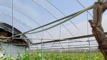 In China, greenhouses using films stabilized with BASF’s Tinuvin® NOR benefit from longer service life, enhanced resistance to agrochemicals, and reliable UV protection for grape cultivation.
Photo: BASF In China, greenhouses using films stabilized with BASF’s Tinuvin® NOR benefit from longer service life, enhanced resistance to agrochemicals, and reliable UV protection for grape cultivation.
Photo: BASF