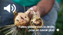 Gros plan sur un agriculteur tenant deux oignons fraîchement récoltés maculés de terre. Gros plan sur un agriculteur tenant deux oignons fraîchement récoltés maculés de terre.