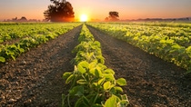 BASF received notice from the U.S. Environmental Protection Agency (EPA) of federal registration for Engenia® herbicide for over the top (OTT) applications on dicamba-tolerant soybeans and cotton. 