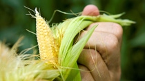 At its Breeding Station in Ames, Iowa, BASF Plant Science focuses on traits that improve the overall quality of corn as a feed grain. The objective is to increase the energy availability in the corn as well as enhance the protein and the amino acid profile. These improvements enable livestock producers to feed their animals higher-quality feed grain at a lower cost.
In ihrer Zuchtstation in Ames, Iowa / USA, arbeitet BASF Plant Science daran, die Qualität von Mais als Futterkorn zu verbessern. Ziel ist es, den Energiegehalt zu erhöhen und das Protein- und Aminosäureprofil aufzuwerten. Diese Verbesserungen ermöglichen es den Viehzüchtern, hochwertiges Tierfutter zu niedrigeren Kosten anzubieten.,At its Breeding Station in Ames, Iowa, BASF Plant Science focuses on traits that improve the overall quality of corn as a feed grain. The objective is to increase the energy availability in the corn as well as enhance the protein and the amino acid profile. These improvements enable livestock producers to feed their animals higher-quality feed grain at a lower cost.
In ihrer Zuchtstation in Ames, Iowa / USA, arbeitet BASF Plant Science daran, die Qualität von Mais als Futterkorn zu verbessern. Ziel ist es, den Energiegehalt zu erhöhen und das Protein- und Aminosäureprofil aufzuwerten. Diese Verbesserungen ermöglichen es den Viehzüchtern, hochwertiges Tierfutter zu niedrigeren Kosten anzubieten. At its Breeding Station in Ames, Iowa, BASF Plant Science focuses on traits that improve the overall quality of corn as a feed grain. The objective is to increase the energy availability in the corn as well as enhance the protein and the amino acid profile. These improvements enable livestock producers to feed their animals higher-quality feed grain at a lower cost.
In ihrer Zuchtstation in Ames, Iowa / USA, arbeitet BASF Plant Science daran, die Qualität von Mais als Futterkorn zu verbessern. Ziel ist es, den Energiegehalt zu erhöhen und das Protein- und Aminosäureprofil aufzuwerten. Diese Verbesserungen ermöglichen es den Viehzüchtern, hochwertiges Tierfutter zu niedrigeren Kosten anzubieten.,At its Breeding Station in Ames, Iowa, BASF Plant Science focuses on traits that improve the overall quality of corn as a feed grain. The objective is to increase the energy availability in the corn as well as enhance the protein and the amino acid profile. These improvements enable livestock producers to feed their animals higher-quality feed grain at a lower cost.
In ihrer Zuchtstation in Ames, Iowa / USA, arbeitet BASF Plant Science daran, die Qualität von Mais als Futterkorn zu verbessern. Ziel ist es, den Energiegehalt zu erhöhen und das Protein- und Aminosäureprofil aufzuwerten. Diese Verbesserungen ermöglichen es den Viehzüchtern, hochwertiges Tierfutter zu niedrigeren Kosten anzubieten.