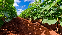 Perspectiva a ras de suelo de plantas verdes cultivadas en hileras en un campo de tierra roja. 