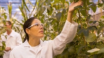 A woman in a white lab coat and protective goggles examines plants in a greenhouse. Another person in similar work clothes can be seen in the background. A woman in a white lab coat and protective goggles examines plants in a greenhouse. Another person in similar work clothes can be seen in the background.