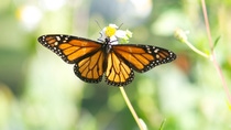 A monarch butterfly takes shelter in a habitat created by the Living Acres initiative. Monarchs need milkweed and other nectar plants to complete their lifecycle. By creating more milkweed habitat across the United States, CHS and BASF are helping to boost the monarch butterfly population.