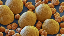 BASF forscht weltweit an innovativen Kathodenmaterialien, die die Elektromobilität weiter voranbringen. Innovationen der BASF für hochleistungsfähige Lithium-Ionen-Batterien helfen, die reale Reichweite eines Mittelklassewagens im Jahr 2025 von 300 auf 600 km zu verdoppeln und die Ladezeit von Elektroautos deutlich zu reduzieren. Die unterschiedliche Größe der einzelnen Kugeln bewirkt eine besonders dichte Packung der Kugeln in der Kathode. Eine solch dichte Packung resultiert in einem hohen Energieinhalt – die Voraussetzung für eine größere Reichweite von Elektroautos. Vergrößerung 3000:1 (bei 15 cm Bildbreite) BASF forscht weltweit an innovativen Kathodenmaterialien, die die Elektromobilität weiter voranbringen. Innovationen der BASF für hochleistungsfähige Lithium-Ionen-Batterien helfen, die reale Reichweite eines Mittelklassewagens im Jahr 2025 von 300 auf 600 km zu verdoppeln und die Ladezeit von Elektroautos deutlich zu reduzieren. Die unterschiedliche Größe der einzelnen Kugeln bewirkt eine besonders dichte Packung der Kugeln in der Kathode. Eine solch dichte Packung resultiert in einem hohen Energieinhalt – die Voraussetzung für eine größere Reichweite von Elektroautos. Vergrößerung 3000:1 (bei 15 cm Bildbreite)