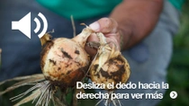 Primer plano de un granjero que sostiene dos cebollas recién cosechadas con suciedad.  Primer plano de un granjero que sostiene dos cebollas recién cosechadas con suciedad.
