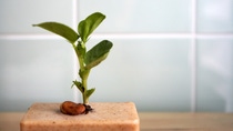 Plant growing through soap Plant growing through soap