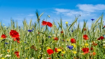 Flower strip in a cornfield Flower strip in a cornfield