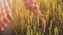 Man hand touching a golden wheat ear in the wheat field.