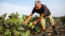 Auberginen sind nur eine von vielen verschiedenen Gemüsesorten, die auf dem Familienbetrieb Ortosole in der Nähe von Rom angebaut werden. Der landwirtschaftliche Betrieb ist ein Vorzeigebeispiel, wie moderne und nachhaltige Anbaumethoden gut miteinander zu kombinieren sind. Ortosole ist Teil des Farm Network, einer von BASF initiierten Partnerschaft. Mit Agrar- und Naturschutzexperten tauschen die Landwirte Wissen aus, verbessern Anbaumethoden und testen neue Ideen.Eugenio Tiozzo prüft die Qualität der Auberginen.Abdruck honorarfrei. Copyright by BASF.Eggplants are just one of many different vegetables grown on the family farm Ortosole near Rome. The farm is a role model for the successful combination of modern and sustainable farming methods. Ortosole is part of the Farm Network, a partnership initiated by BASF. The family exchanges knowledge, tests and evaluates ideas with agriculture and nature conservation experts who are also part of this network.Here, Eugenio Tiozzo tests the quality of the eggplants. Print free of charge. Copyright by BASF.