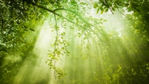 Rays of sunlight and Green Forest Rays of sunlight and Green Forest