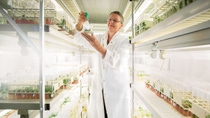 Margit Laimer stands in the middle of her laboratory and examines small seedlings.
