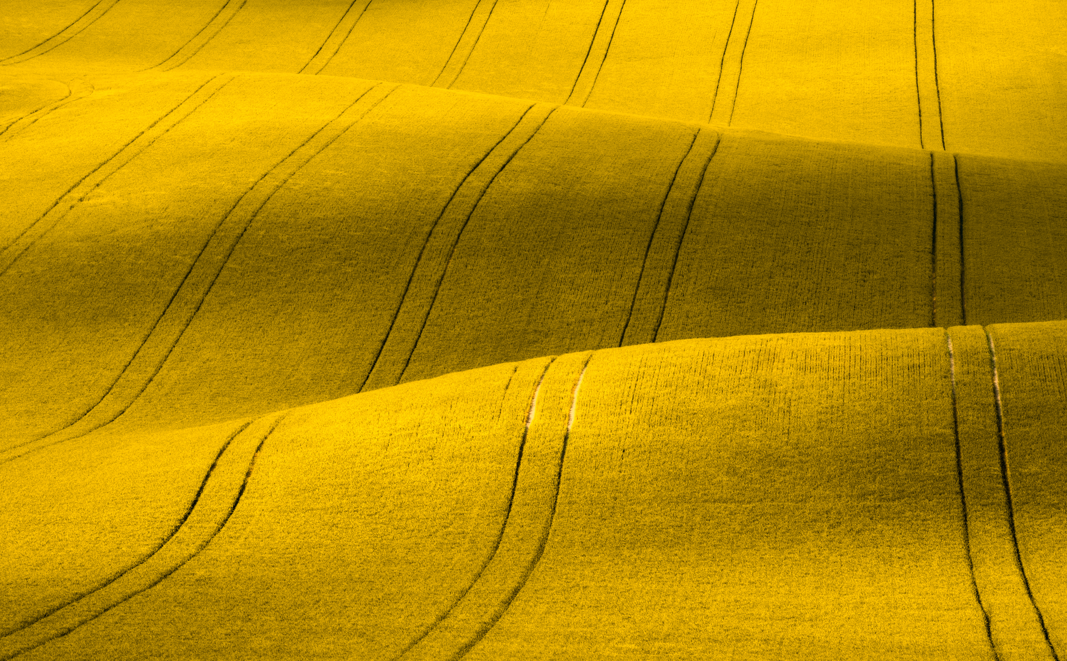InVigor Gold, a breakthrough innovation in canola seed by BASF, is designed to unlock the full genetic potential of canola quality Brassica juncea in new areas of Canada and the United States. InVigor Gold, a breakthrough innovation in canola seed by BASF, is designed to unlock the full genetic potential of canola quality Brassica juncea in new areas of Canada and the United States.