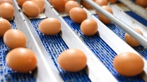 Egg conveyor system for food processing: By clearly separating the Ultradur® portfolio into Aqua grades for drinking water applications and dedicated food contact grades, BASF Engineering Plastics provides a transparent and future proof basis for compliant material solutions in food conveying and processing systems.
Photo: herraez/stock.adobe.com