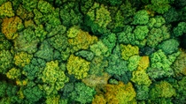 Aerial drone view of stunning colorful autumn fall forest Aerial drone view of stunning colorful autumn fall forest