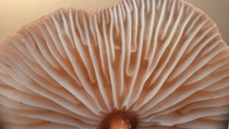 Fungi are the topic of the new podcast episode. 