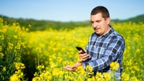 Farmer examines oilseed rape flowers.