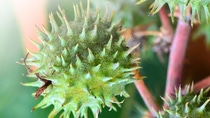 close up view of a round green castor bean with spikes