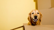 A five year old happy Golden Retriever sitting in a moving box, with other boxes stacked against the wall.  "Dutchess" A five year old happy Golden Retriever sitting in a moving box, with other boxes stacked against the wall.  "Dutchess"