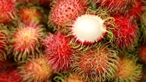 Stoffkreisläufe werden auch durch die Nutzung nachwachsender Rohstoffe geschlossen. Ein Beispiel dafür ist das das Rambutan-Programm, bei dem hochwertige Wirkstoffe aus bisher nicht genutzten Pflanzenteilen gewonnen werden. Forscher der BASF haben herausgefunden, dass Inhaltsstoffe aus den Blättern, der Schale und den Samen der Rambutan-Frucht positive Effekte auf Haut und Haare haben.  Um die kosmetischen Inhaltstoffe nachhaltig gewinnen zu können, hat das Unternehmen bei dem Rambutan-Programm zusammen mit lokalen Partnern in Vietnam eine sozial und ökologisch verantwortungsvolle Lieferkette etabliert und die zwei ersten biozertifizierten Rambutan-Gärten in Vietnam angelegt.  Stoffkreisläufe werden auch durch die Nutzung nachwachsender Rohstoffe geschlossen. Ein Beispiel dafür ist das das Rambutan-Programm, bei dem hochwertige Wirkstoffe aus bisher nicht genutzten Pflanzenteilen gewonnen werden. Forscher der BASF haben herausgefunden, dass Inhaltsstoffe aus den Blättern, der Schale und den Samen der Rambutan-Frucht positive Effekte auf Haut und Haare haben.  Um die kosmetischen Inhaltstoffe nachhaltig gewinnen zu können, hat das Unternehmen bei dem Rambutan-Programm zusammen mit lokalen Partnern in Vietnam eine sozial und ökologisch verantwortungsvolle Lieferkette etabliert und die zwei ersten biozertifizierten Rambutan-Gärten in Vietnam angelegt.