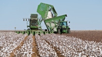 Advanced seed technology against resistant weeds
