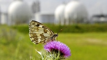 Butterfly sitting on a planlt Butterfly sitting on a planlt