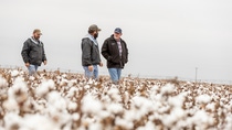 Two farmers and a BASF employee in a cotton field in Texas, USA, during the harvest season. BASF has developed two new herbicide-tolerant cotton traits: Axant Flex™ is the first and only quad-stack herbicide trait package available for farmers in the United States. Seletio TP™, a first-of-its-kind herbicide tolerant technology for grass control for farmers in Brazil. Both traits enable farmers to more effectively control resistant weeds more effectively.
Photo: BASF