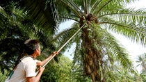 Men in white clothes and turbans squat in the greenery and survey the ground.