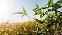 Close up picture of a soy plant Close up picture of a soy plant